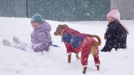 When is it too cold to walk your dog? How to protect them from winter weather