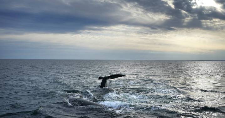 North Atlantic right whale calf spotted near South Carolina