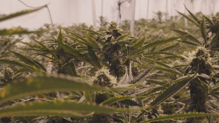 First fully approved, licensed medical cannabis dispensary to open in Beaver Dam