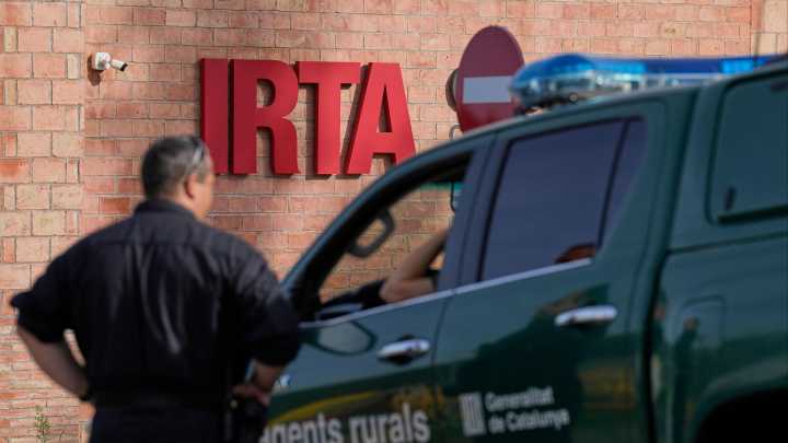 Seis científicos investigarán en centros catalanes el origen del foco de la peste porcina