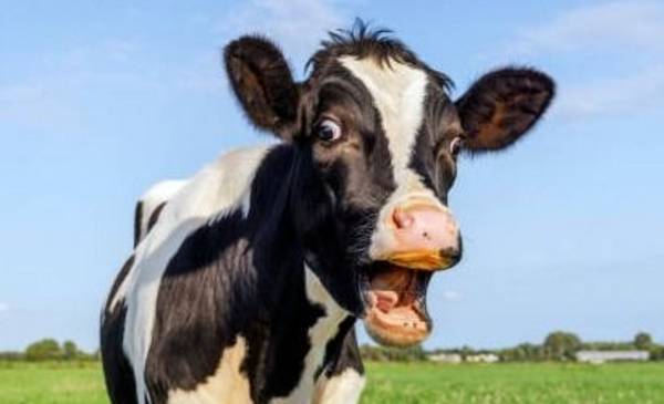 Le quieren cobrar un impuesto a las flatulencias de las vacas: "Increíble"