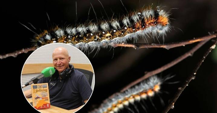 José Manuel Moreno-Benítez, experto malagueño en insectos: "En el momento en el que te das cuenta de la presencia de la procesionaria, es tarde"