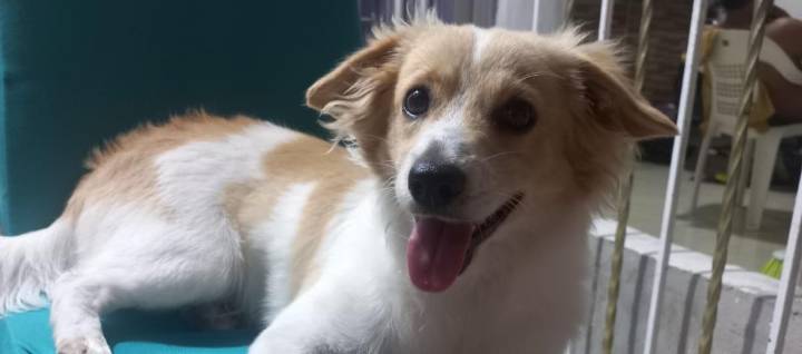 Familia busca a su perro, 'Pinchy', que se perdió en Soledad