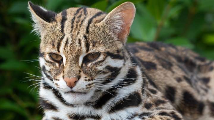 DNA Reveals Cats in Ancient China Were a Different Species Altogether