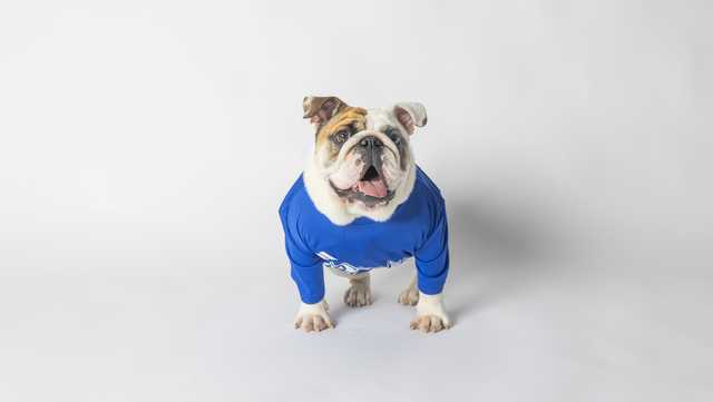 Griff III introduced as Drake's next live mascot