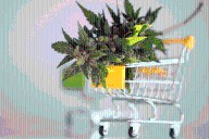 Stock Up For Christmas With Sales on THC, CBD, and More