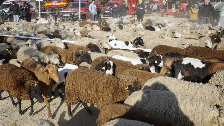 Consumo pide non lanzar residuos á vía pública para evitar a propagación da peste