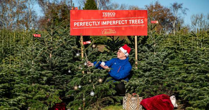 Tesco giving away free Christmas trees at 10 stores on one day