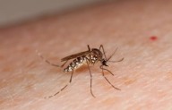 Disminuyen los contagios de dengue en San Luis Potosí
