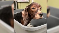 Missouri Rescuers Race Against Time To Save A Pup Too Frail To Survive Alone
