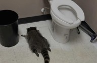Raccoon goes on drunken rampage in Virginia liquor store and passes out on bathroom floor