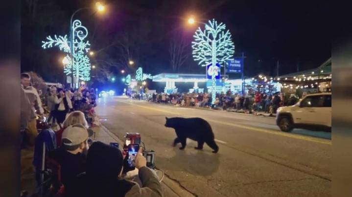 Bear-proof bins in Gatlinburg reduce bear sightings, but social media keeps encounters in spotlight