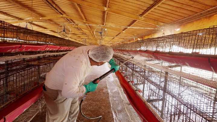 México confirma nuevo caso de influenza aviar A(H5N2); OPS mantiene alerta regional