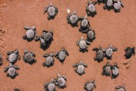 Tortugueros superan cifras