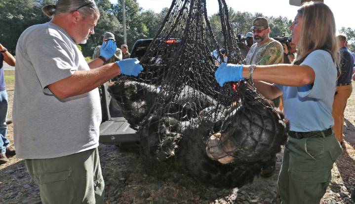 After a decade off, Florida resumes bear hunting today