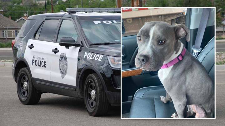 Daughter Of Rock Springs Police Chief Gets 42 Days For Poisoning Roommate's Dog