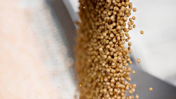 La soja cayó este lunes en Chicago, pero se mantuvo en los $500.000 por tonelada en Rosario