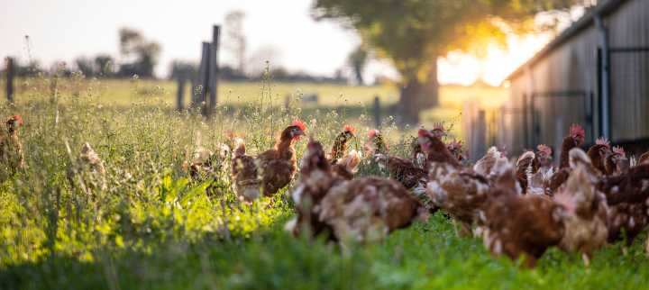 WVDA Confirms Case of Avian Influenza in Backyard Flock in Jackson County