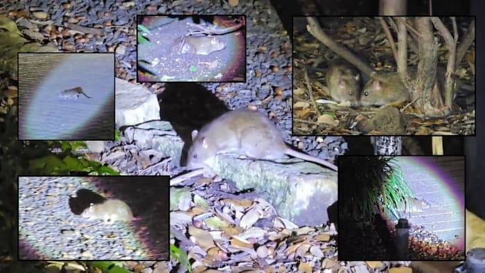 Rats run Houston City Hall... at night. Dozens of rodents seen running around after sunset