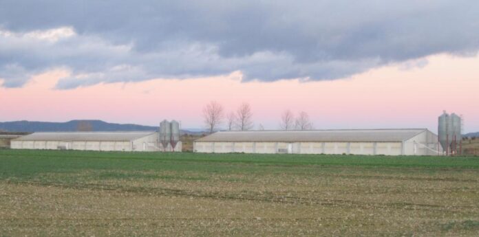 El Ministerio de Agricultura, Pesca y Alimentación crea un comité científico del brote de peste porcina africana