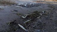 Qué dice el informe que presentó la UNCuyo sobre los peces muertos en San Juan