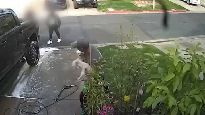 2 Pittsburg women plead not guilty in dog-kicking incident – NBC Bay Area