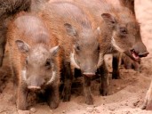 España eleva a dieciséis los jabalíes con peste porcina después de tres casos nuevos