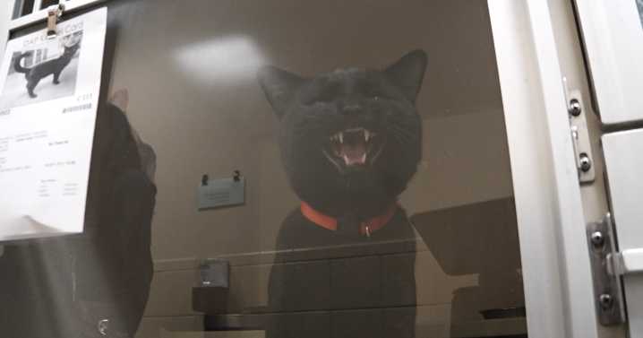 New numbers show Denver Animal Shelter helped 100+ families feed their pets during, after government shutdown