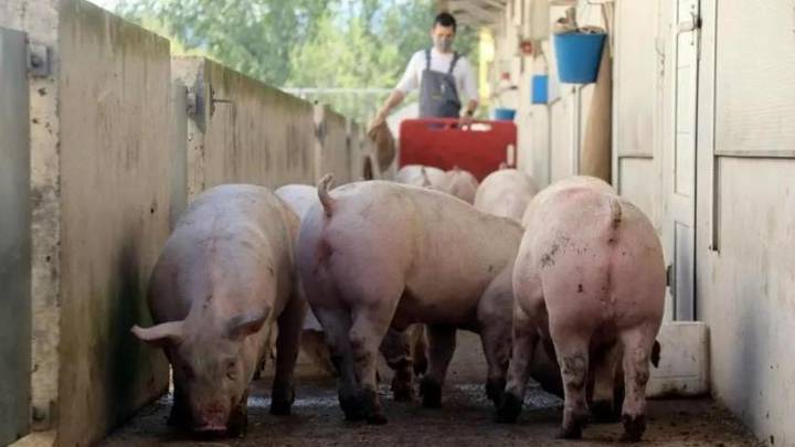 Expertos catalanes, españoles y europeos rastrearán la posible fuga de la peste porcina desde un laboratorio