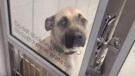 Family Fights To Reclaim Their Missing Dog After Nebraska Shelter Mix