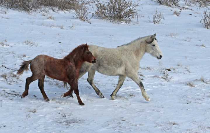 Theodore Roosevelt National Park Wild Horses Protection Act discussed today in a senate committee hearing