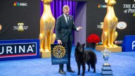 Soleil, una pastor belga groenendael, se corona como la reina inesperada del gran show canino de EEUU