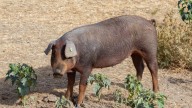 Cataluña sacrificará a 30.000 cerdos sanos de granjas cercanas al foco de la peste porcina africana