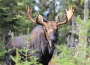 Duluth hunter charged with illegally shooting moose