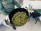 Investigado un hombre por tener una plantación de marihuana