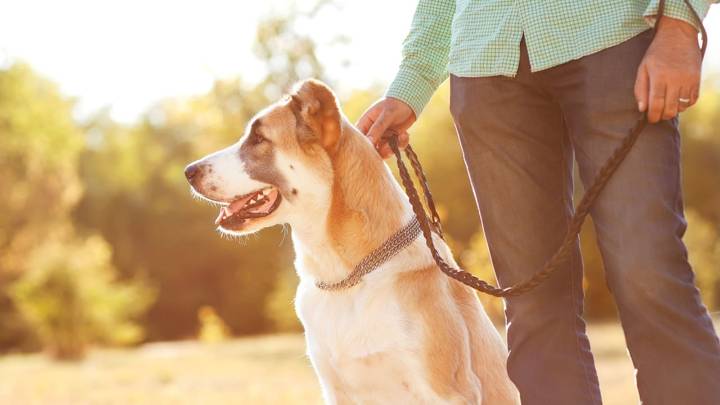 Las fuertes sanciones que pueden recibir los dueños de mascotas que viven en conjuntos