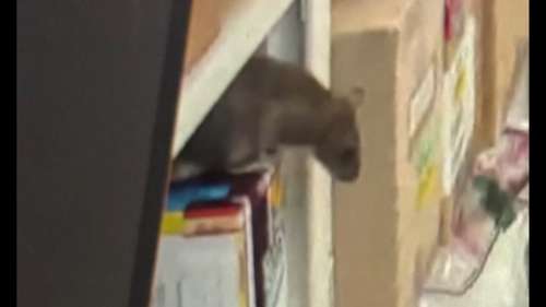 Only on 13:Rat infestation in Houston Police Department's drug evidence vault, new photos, emails reveal