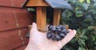 Gardeners urged to put grapes on bird tables this December