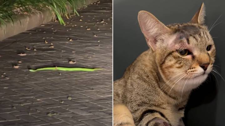 Heroica felina rescata a una familia de una serpiente mortal en Bali