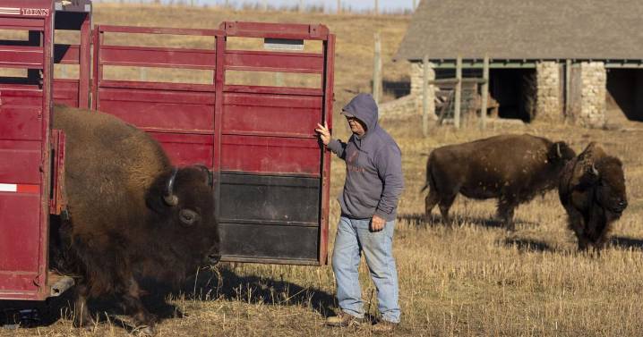 Pioneers Park adds 'diva' American bison from Crane Trust: 'We're all going to miss her'