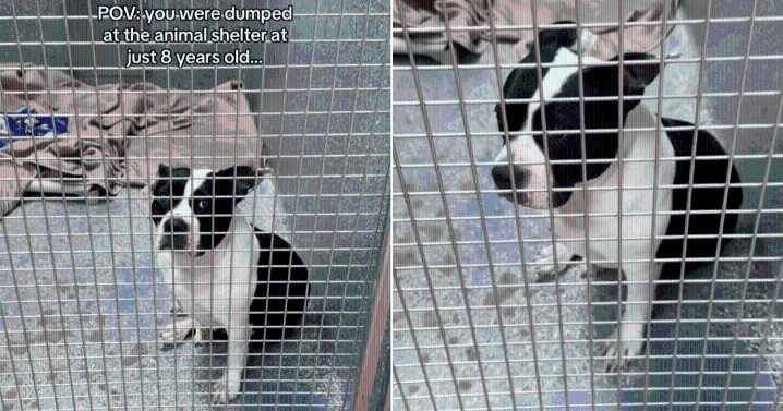 Senior Shelter Dog Starts Losing Hope After Being Overlooked for Months