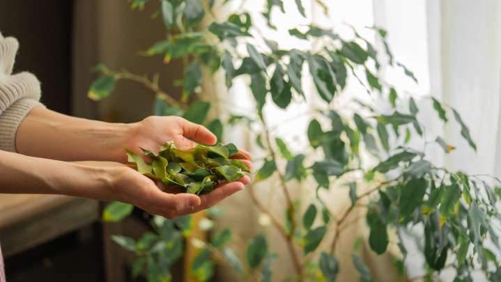 The Easy Way To Propagate A Bay Leaf Plant For An Endless Harvest