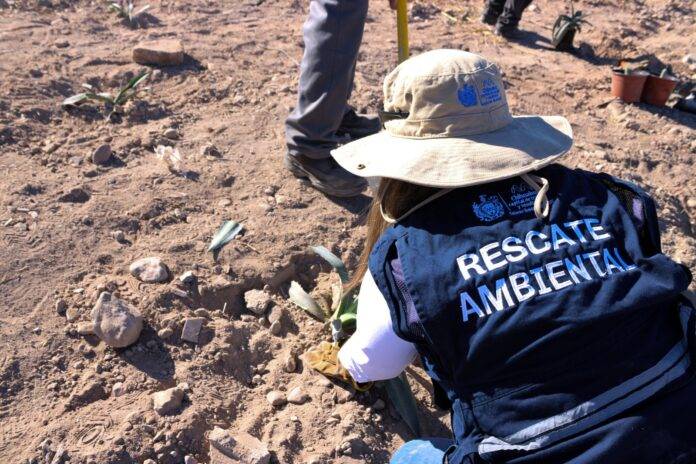 Municipio inicia reforestación del Río Sacramento con 400 plantas nativas
