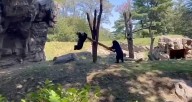 2 Bears Figure out How to Make a ‘See-Saw’ in Playful Moment Caught on Video (WATCH)