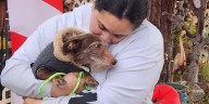 Perro desaparecido en California reaparece en Michigan tras casi cinco años y desata emotivo reencuentro