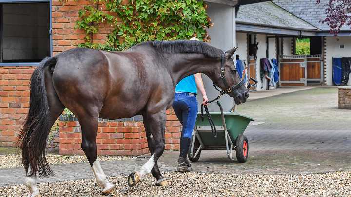 Dressage superstars Valegro and Uthopia’s unremarkable beginnings