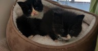 Adorable kittens rescued as part of Cats Protection's '12 strays of Christmas'