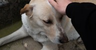 Kind stranger rescues sick street dog and gives her life 'she deserves'