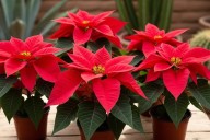 ¿Cómo cuidar una nochebuena en maceta? Guía básica para que dure toda la temporada