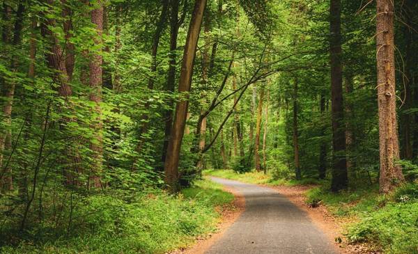 La buscaron por 13 años: así es la flor "más extraña" del mundo